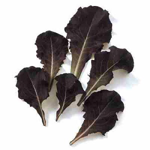 xr[[t ^Xq@ ̎@ bhT_@ 1dl iėpj