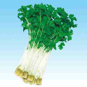 xr[[t Z[bRq@ ̎@ ~jZ[@ 20ml