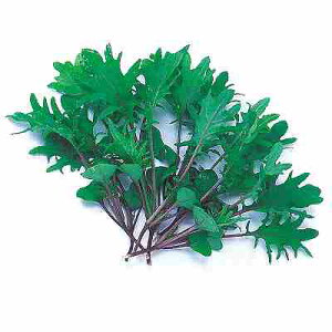 xr[[t tq@ ̎@ ؗtbhP[@ 1dl