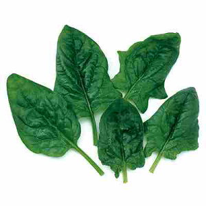 xr[[t @@q@ ̎@ O[Xsib`@ 1dl iT{Cj