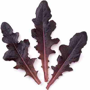 xr[[t ^Xq@ ̎@ bhI[N@ 1L ilGgj