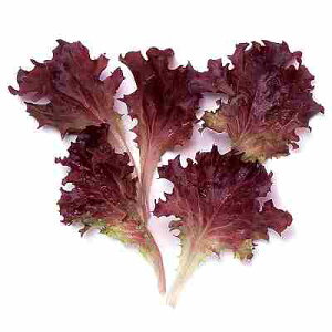 xr[[t ^Xq@ ̎@ bT@ 1dl iėpj