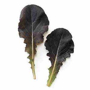 xr[[t ^Xq@ ̎@ bhC@ 1L iėpj