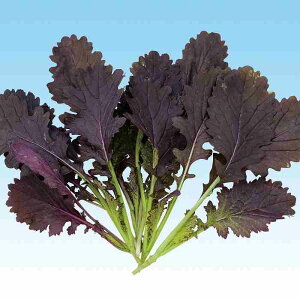 �x�r�[���[�t �t����q�@ �����̎��@ �ؗt���b�h�}�X�^�[�h�@ 1dl �i�^�g�j