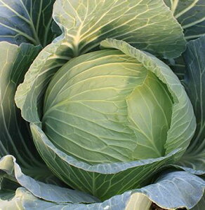 Lxcq@ ̎@ ~@ R[gq100