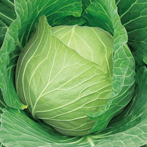 Lxcq@ ̎@ ԂԂ@ R[gq2500