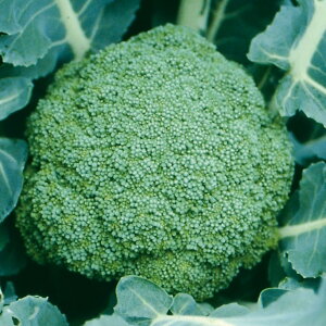 ubR[q@ ̎@ ܗ΁@ 10ml