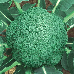 ubR[q@ ̎@ ͂݂炢@ R[gLTCY5000