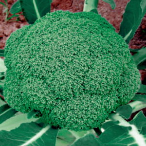 ubR[q@ ̎@ 408@ 20ml