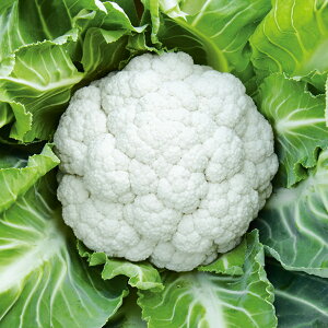 Jt[q@ ̎@ F|085@ R[gLTCY5000