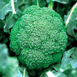 ubR[q@ ̎@ N|85@ 10ml