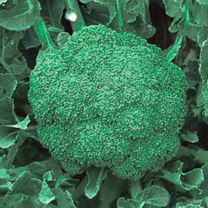 �u���b�R���[��q�@ ���̎��@ N�|157�@ 20ml