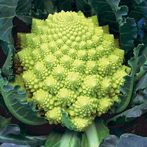 Jt[q@ ̎@ ܂ER@ (50)