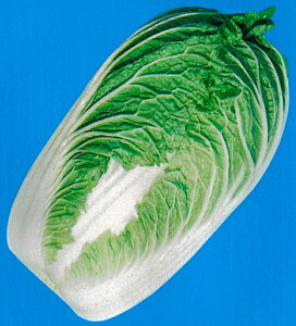 ���؎�q�@ ���̎��@ �����h�L�@ ����