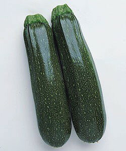 ズッキーニ 苗の通販 価格比較 価格 Com