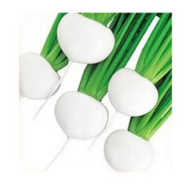 カブ種子 武蔵野種苗園 野菜の種 小かぶ 白鷹 小袋