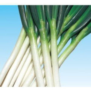 lMq lA ؐOi낤j2 R[g6000