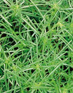 Ђq TJ^̃^l TJ^  Ђ  (TJ^̃^l )