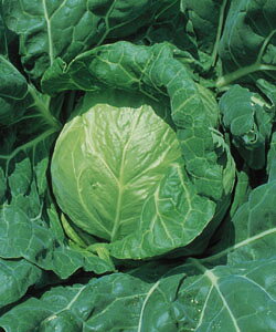 春系及び春キャベツ種子 タキイ種苗 野菜の種 北ひかり 2000粒