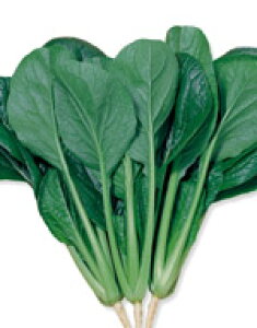 ؎q TJ^̃^l ؂̎ 悷 20ml 4000