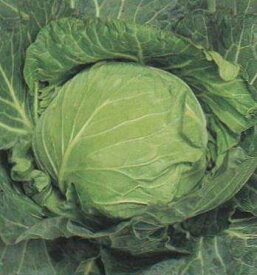 キャベツ種子 サカタのタネ 野菜の種 中早生二号 小袋