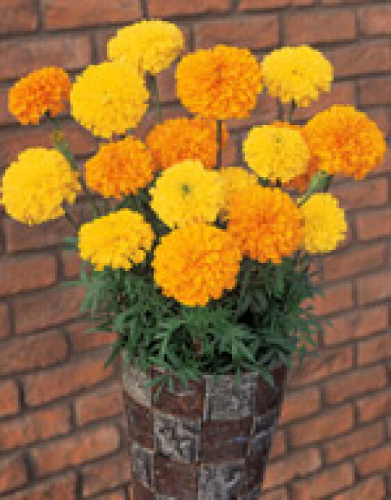 楽天 種子 マリーゴールド アイシス ミックス サカタのタネ 22 10 花径約8cmのアフリカン系大輪品種です ゆうパケット便可能 Www iwearparts Com