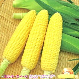 とうもろこし種子 トキタ種苗 野菜の種 ミルキースイーツ 200粒