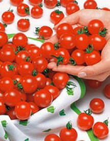 ミニトマト種子 サカタのタネ ミニキャロル 5ml