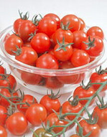 ミニトマト種子 サカタのタネ ミニキャロル 小袋