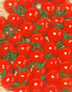 ~jg}gq TJ^̃^l L10 1000