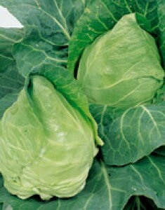 Lxcq TJ^̃^l ؂̎ ݂ 20ml