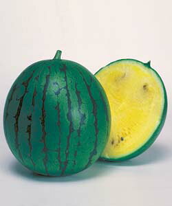 FʃXCJq ^LCc j[ 