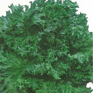 [t^Xq lA m[`bv LR[g5000