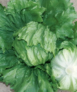 種 オアシス 農業資材 ガーデニング用品の人気商品 通販 価格比較 価格 Com 種 オアシス 農業資材 ガーデニング用品の人気商品 通販 価格比較 価格 Com