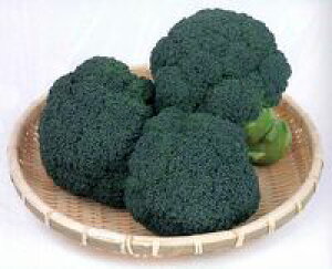 ubR[q TJ^̃^l ͂悤 2000