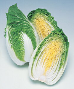 ~j؎q ^LCc CRɂ 20ml