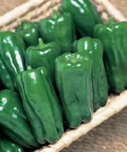 s[}q ^LCc ؂̎ Ђ 1000