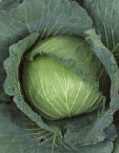 Lxcq TJ^̃^l ViĂj 2000