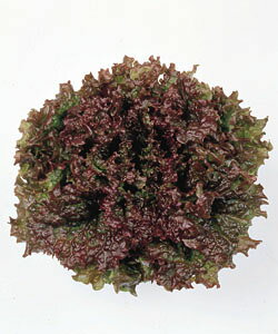 [t^Xq ^LCc ؂̎ bht@C[ 20ml