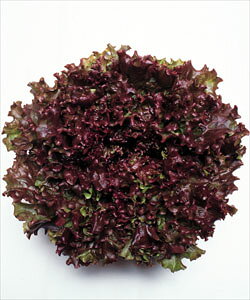 [t^Xq ^LCc bht@_[ ybg5000