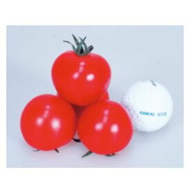 中玉トマト種子 カネコ種苗 レッドオーレ ペレット600粒