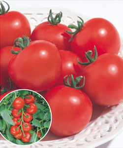 栽培容易な中玉トマト 60gで果ぞろい抜群 種 野菜 ルイ60 出産祝い タキイ種苗 1000粒 中玉トマト種子 お買い得
