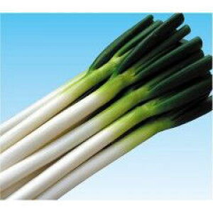 lMq lA Piイj R[g6000