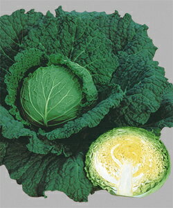 �T�{�C�L���x�c��q �^�L�C��c �T�{�C�G�[�XSP 2000��