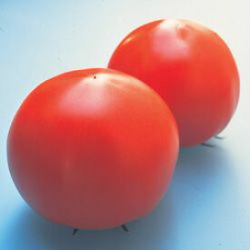 トマト種子 トキタ種苗 彩果（さいか） 小袋