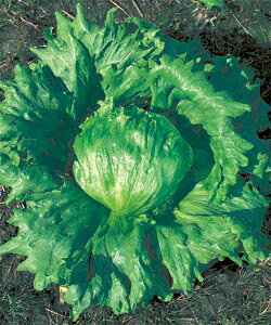 ^Xq ^LCc VXRFiGtj ybg5000