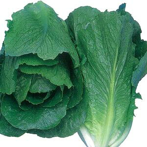 C^Xq lA XvbV1 LR[g5000