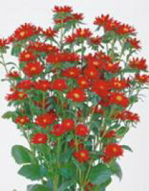 アスター種子 サカタのタネ ステラ スカーレット 花の種 1000粒
