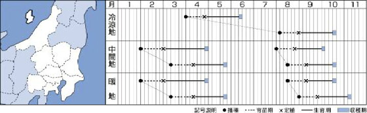楽天市場】リーフレタス種子 タキイ種苗 サマールージュ ペレット130粒 : e-たねや 楽天市場】リーフレタス種子 タキイ種苗 サマールージュ ペレット130粒 : e-たねや