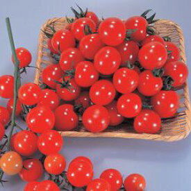 ミニトマト種子 トキタ種苗 サンチェリー250 小袋